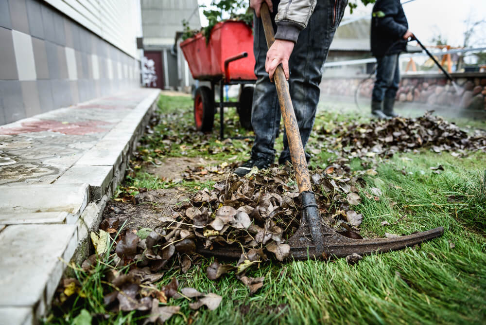 overgrown yard property clean up service